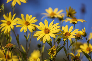 The Jerusalem artichoke, also called sunroot, sunchoke, wild sunflower, topinambur, or earth apple, is a species of sunflower native to central North America. 