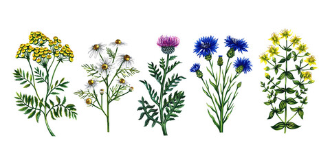 Field medicinal flowers. Chamomile, cornflower and tansy, leucea and St. John's wort. Watercolor illustration, hand-drawn. For packaging, labels and textiles. For banners, flyers and postcards.