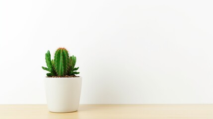 Little cactus in a vase isolated on white background. AI generated image - obrazy, fototapety, plakaty