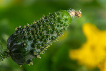 Young flowering cucumber plant with yellow flowers