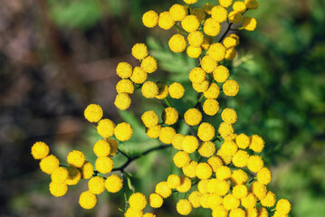Yellow tansy flowers in the autumn garden.