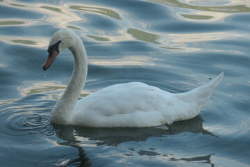 Swan swims in the water, seen from the side.