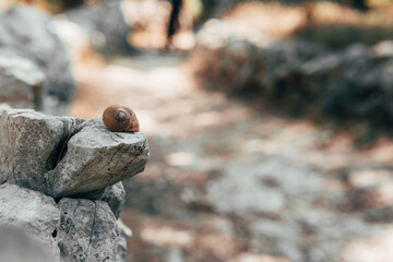 Shell of a snail on the rock. Visible empty house of a brown snail in mediterranean environment and on a sunny day.