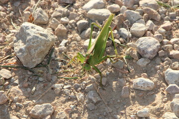 saltamontes ensifera, ensiferos, saltamontes poniendo huevos en la tierra, suelo, saltamontes con aguijón