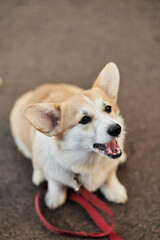 close up portrait of happy Welsh Corgi Pembroke dog smiling in a park in summer. High quality photo