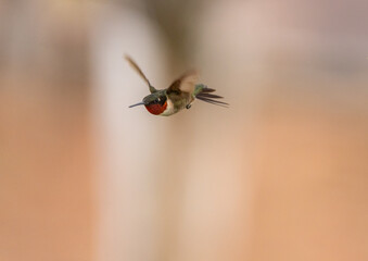 Hummingbirds in Raymondville, TX.09/24/23..uby-throated hummingbird..Photo by David Pike