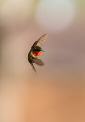 Hummingbirds in Raymondville, TX.09/24/23..Ruby-throated hummingbird..Photo by David Pike
