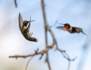 Hummingbirds in Raymondville, TX.09/24/23..Female Ruby-throated hummingbird..Photo by David Pike