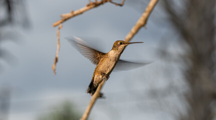 Raymondville, TX.09/26/23..Female Ruby-throated Hummingbird..Photo by David Pike