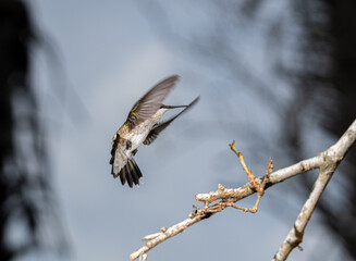 Raymondville, TX.09/26/23..Female Ruby-throated Hummingbird..Photo by David Pike