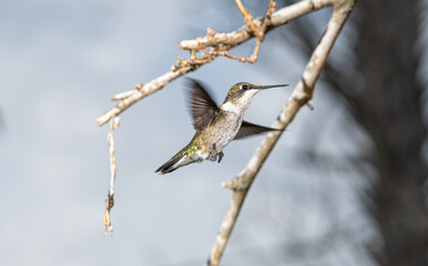 Raymondville, TX.09/26/23..Female Ruby-throated Hummingbird..Photo by David Pike