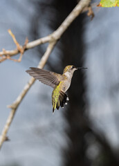 Raymondville, TX.09/26/23..Female Ruby-throated Hummingbird..Photo by David Pike
