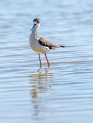 Port Mansfield, TX.10/17/23..Black-necked Stilt..Photo by David Pike