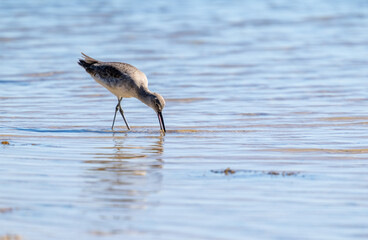 Port Mansfield, TX.10/17/23..Sandpiper..Photo by David Pike