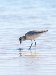 Port Mansfield, TX.10/17/23..Sandpiper..Photo by David Pike