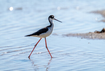 Port Mansfield, TX.10/17/23..Black-necked Stilt..Photo by David Pike