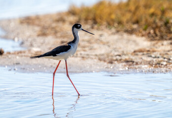 Port Mansfield, TX.10/17/23..Black-necked Stilt..Photo by David Pike