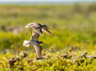 Port Mansfield, TX.10/17/23..Sandpiper..Photo by David Pike