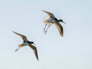 Port Mansfield, TX.10/17/23..Sandpiper..Photo by David Pike