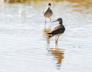 Port Mansfield, TX.10/17/23..Sandpiper..Photo by David Pike