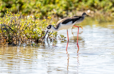 Port Mansfield, TX.10/17/23..Black-necked Stilt..Photo by David Pike