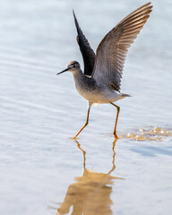 Port Mansfield, TX.10/17/23..Sandpiper..Photo by David Pike