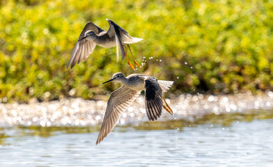Port Mansfield, TX.10/17/23..Sandpiper..Photo by David Pike