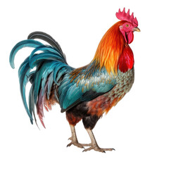 Fototapeta premium rooster isolated on clear background