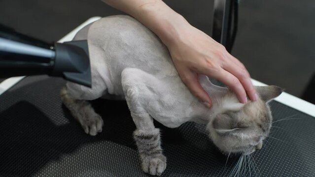 Top view of bald frightened cat drying under hairdryer after shaving and bath on grooming salon. Master pet hairdresser giving professional service in veterinary clinic. Shooting in slow motion.
