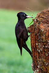 Black woodpecker, Dryocopus martius perched on old dry branch.