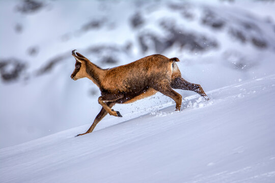 Chamois in the snow on the peaks of the National Park Picos de Europa in Spain.