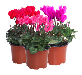 Mini Cyclamen en pot	de différentes couleurs