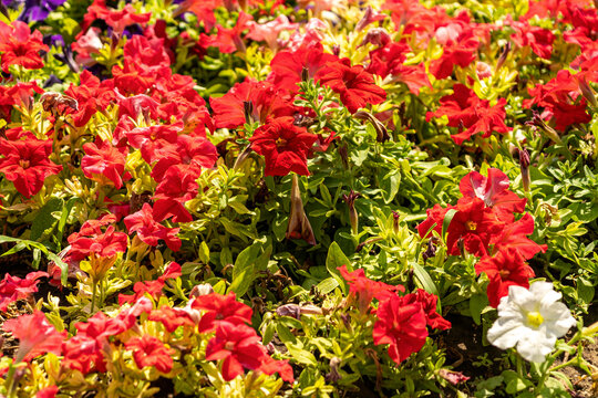 flowerbed with bright multicoloured petunias in the bright sun close up. flowers in the flowerbed. city decoration, green city, landscaping with flowering plants, lawn of petunias