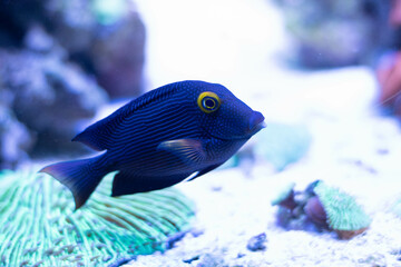 Poisson bleu