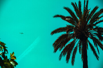Palmier et avion
