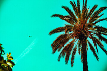 Palmier avec avion