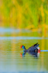 A purple gallinule (porphyrio porphyrio) swims in a pond in extremadura, spain