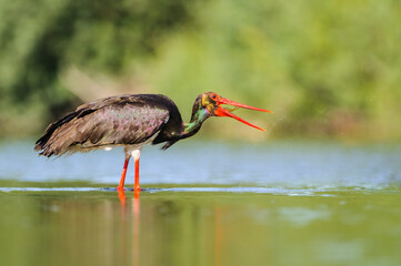 A black stork fishes in the river Tietar in extremadura, spain