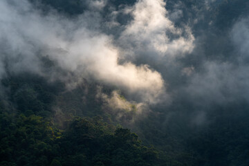 Cloud forest at sunrise in mist and clouds, Mindo, Ecuador.