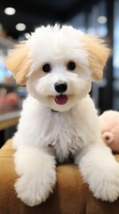 Bichon Frise with a fluffy teddy bear cut, ready for cuddles