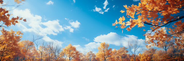 autumn leaves at the trees and sky background as banner - obrazy, fototapety, plakaty