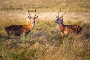 Two young female red deer in parkland with antlers during rutting season.