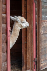 Portrait of a cute llama in front of a wooden house © jarizPJ