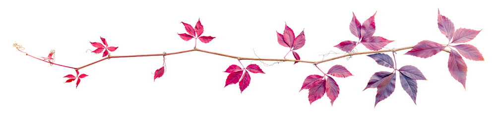 Autumn grapevine twig. Transparent Background