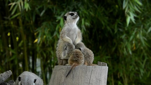 Meerkat family, its scientific name is Suricata suricatta