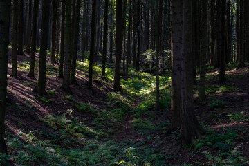 forest from the inside, trees and trunks