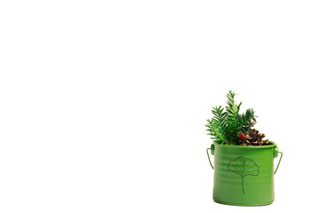 Green flowerpot with pine cones and green twigs on a white background