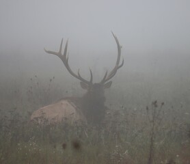 Elk Bull Fall Rut Antlers 