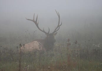Elk Bull Fall Rut Antlers 