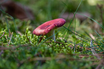 russula sanguinaria mushroom,red russula in the autumn forest.mushroom not edible